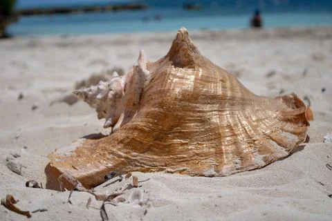 Close up of a large beautiful shell on a tropical sandy beach with a blurre.. Stock Photos