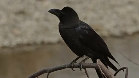 Close up of a large-billed crow cawing. Stock Footage 169581917