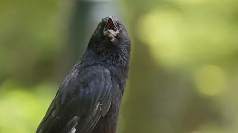Close-up of a Large-billed Crow. Stock Footage 202103165