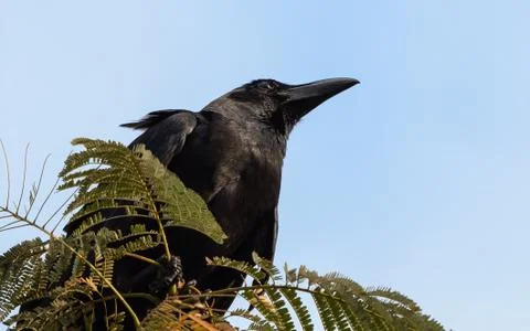 Close up Large-Billed Crow Perched on Branch Isolated on Sky Photos