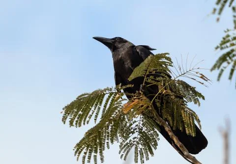 Close up Large-Billed Crow Perched on Branch Isolated on Sky Stock Photos