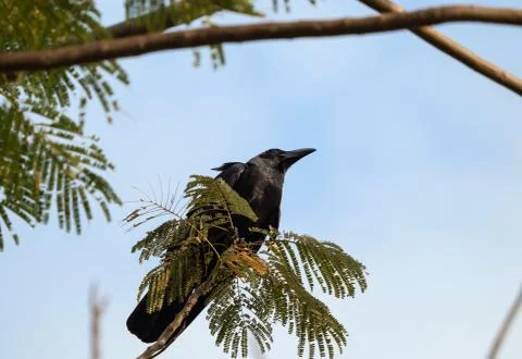 Close up Large-Billed Crow Perched on Branch Isolated on Sky Photos