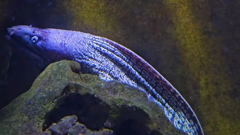 Close up of a large black and white eel  Stock Footage 294826008