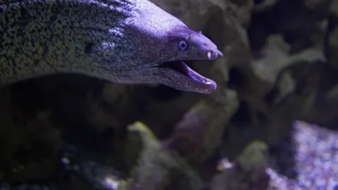 Close up of a large black and white eel  Stock Footage 294904302