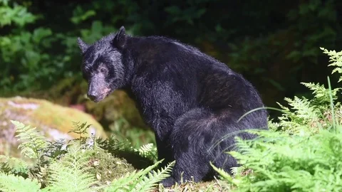 Close up of a large black bear as he relaxes and sits back to scratch his leg Stock Footage 83661548