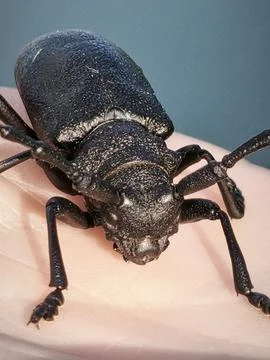 Close-Up of Large Black Beetle on Human Hand Foto stock