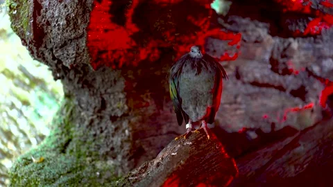 Close-up of a large black bird that sits in a dark cave and drops that drip Stock Footage 235956964
