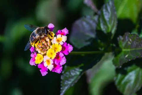 Close-up of a large black bumblebee drinking nectar and sitting on a beautifu Stock Photos