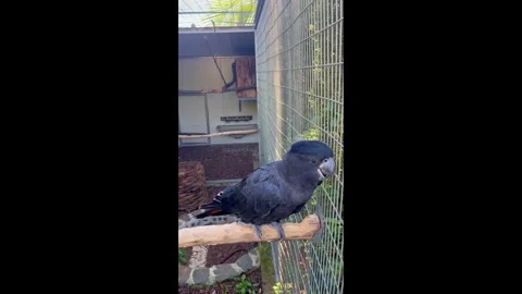Close Up of Large Black Parrot. Exotic Bird Portrait Dark Plumage Wildlife Video Video stock 329983592