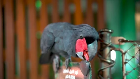 Close-up of a large black parrot with a red head on a blurred background Stock Footage 235956967