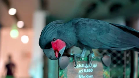 Close-up of a large black parrot with a red head that eats a sign Stock Footage 235956970