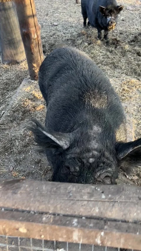Close-up of a Large Black Pig in a Farm Enclosure Stock Footage 331306705