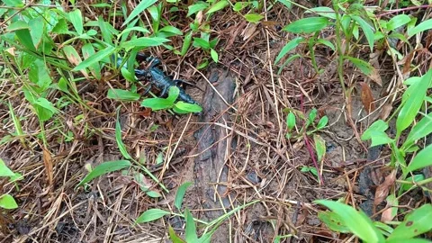 Close-up of a large black scorpion Video stock 335019548