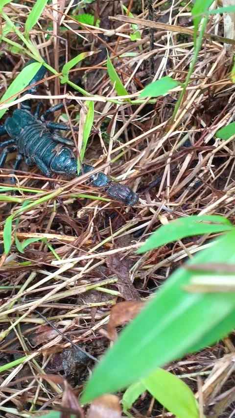 A close-up of a large black scorpion Stock Footage 335019549