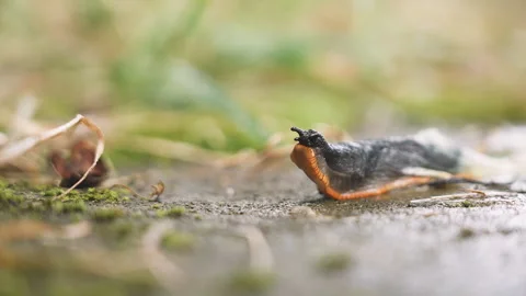 Close-up of a large black slug as he looks around curiously, also known as Stock Footage 314443264