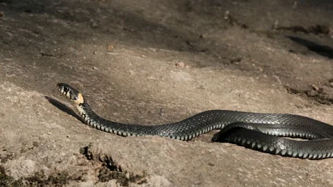 Close-up of a large black snake lying on a rock. Video stock 149365087