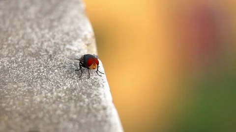 Close-up of a large blowfly (Chrysomya megacephala) perched on an outdoor wall. Stock Footage 317867733
