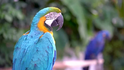 Close-up of a large blue and yellow macaw parrot against a blurred backgroun Stock Footage 235956979