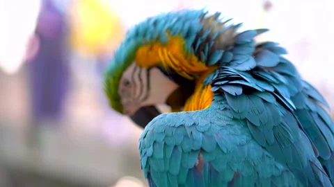 Close-up of a large blue-and-yellow macaw parrot that cleans its feathers ag Stock Footage 235956983