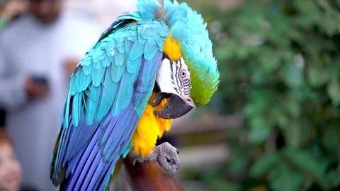 Close-up of a large blue-and-yellow macaw that cleans its feathers in front Stock Footage 235956992