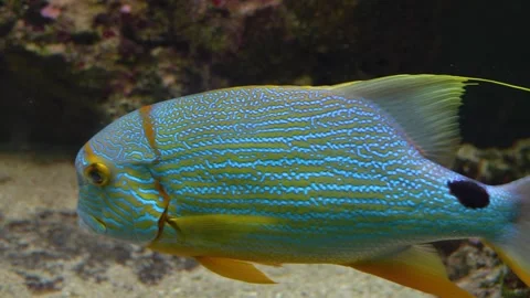 Close up of a large blue and yellow tropical fish Stock Footage 251759792