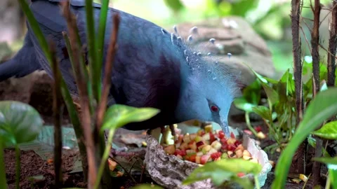 Close-up of a large blue bird in the bushes that eats food in the form of fr Stock Footage 235956988