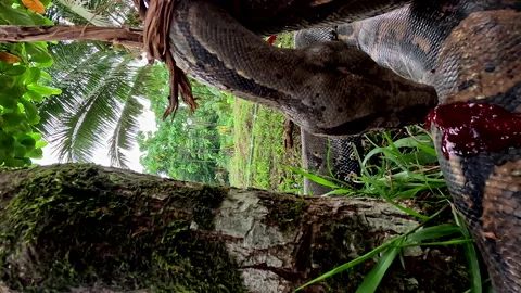 Close up of a large boa recently killed in Ecuador Stockbeeldmateriaal 336919906