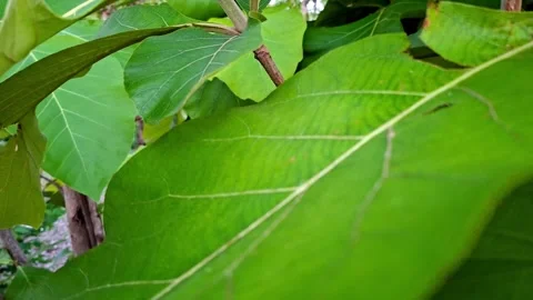 Close Up of Large Broad Green Teak Leaves Vídeo Stock 337277809