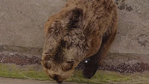Close up of a large brown bear Stock Footage 271159327