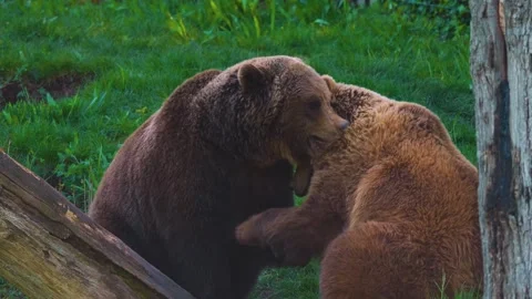 Close up of  large brown bear Stock Footage 274267171
