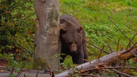 Close up large brown bear rubbing and scratching its back against a tree trunk Stock Footage 339778882