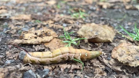Close up of large brown caterpillar crawling across ground Stock Footage 292950170