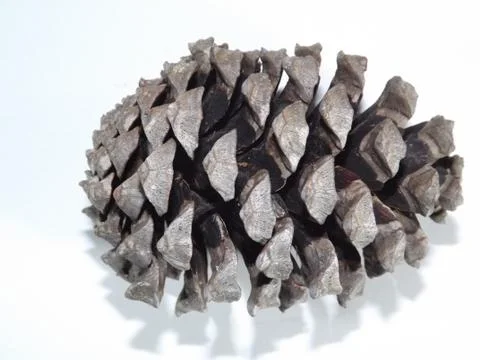 Close up of a large brown pine cone Stock Photos