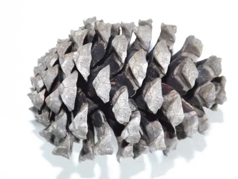 Close up of a large brown pine cone Stock Photos