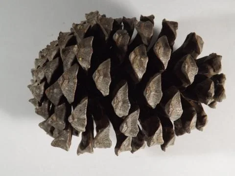 Close up of a large brown pine cone Stock Photos