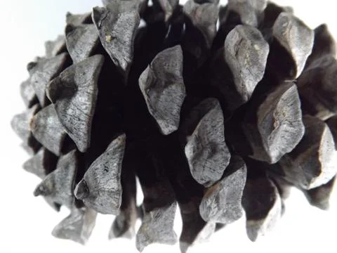 Close up of a large brown pine cone Stock Photos