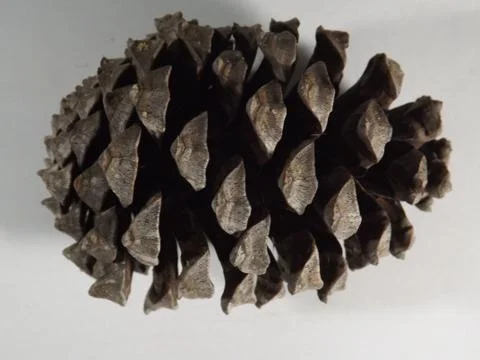 Close up of a large brown pine cone Stock Photos