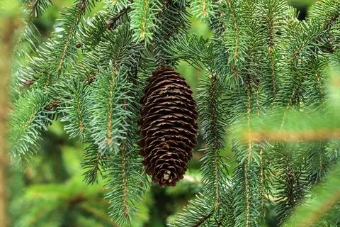 Close-up of a large brown pine cone hanging from a green fir tree branch Stock Photos