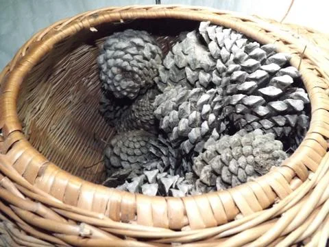 Close up of   large brown pine cones in a basket Stock Photos