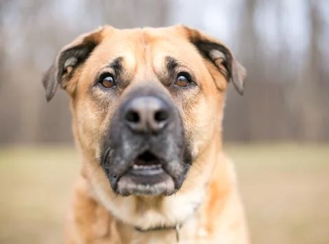 Close up of a large brown Shepherd mixed breed dog with selective focus on th Stock Photos