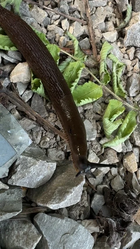 Close Up Of Large Brown Slug Limax maximus Moving Across Rocky Ground In Natural Vídeo Stock 340835277