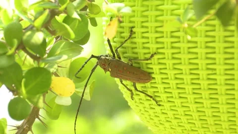 Close-Up of a Large Bug on a Hanging Plastic Plant Pot Stock Footage 278788449