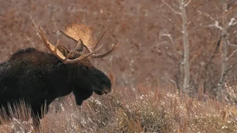 Close up of large bull moose crossing road in Grand Teton National Park. Stock-Footage 313634295