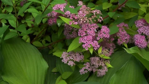 Close-up of large bumblebees pollinating pink spirea flowers in inflorescences o Stock Footage 277582603