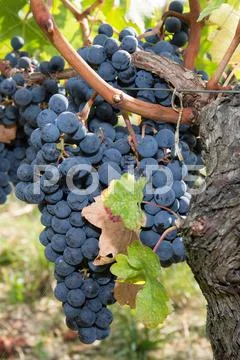 Close up of large bunch of red wine grapes Stock Photos