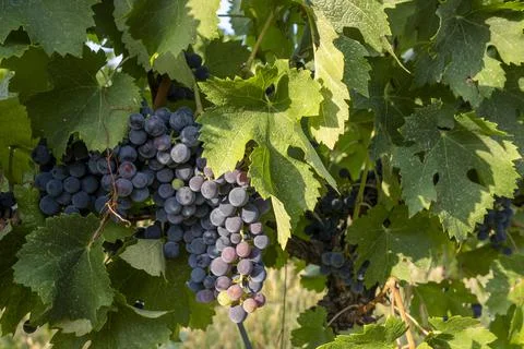 Close up of large bunch of red wine grapes hanging in the sunlight Stock Photos
