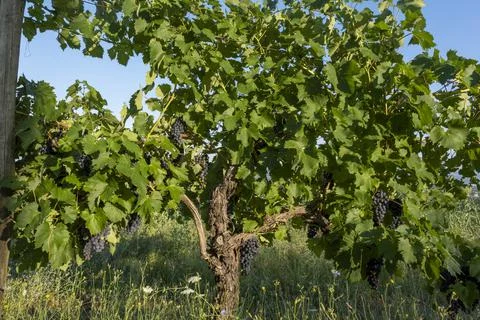 Close up of large bunch of red wine grapes hanging in the sunlight Stock Photos