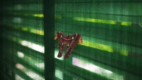 Close-up of a large butterfly, in a park designed for people to enjoy and intera Stock Footage 284213321