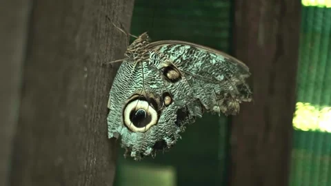 Close-up of a large butterfly, in a park designed for people to enjoy and intera Stock Footage 284213329