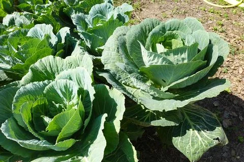 Close-Up of Large Cabbage Plants in a Field Stock Photos